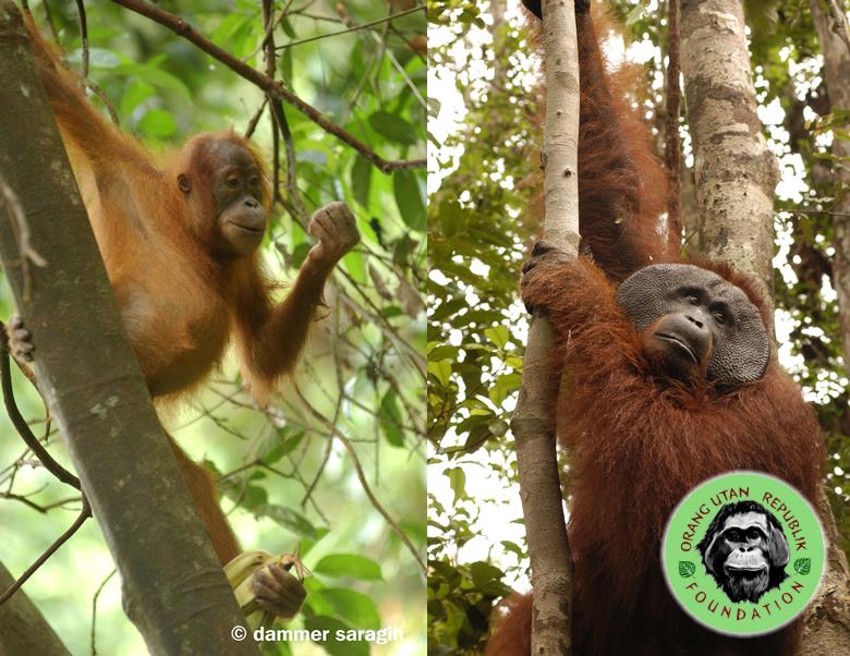 Orang utan Republik Foundation